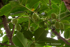 Spondias pinnata